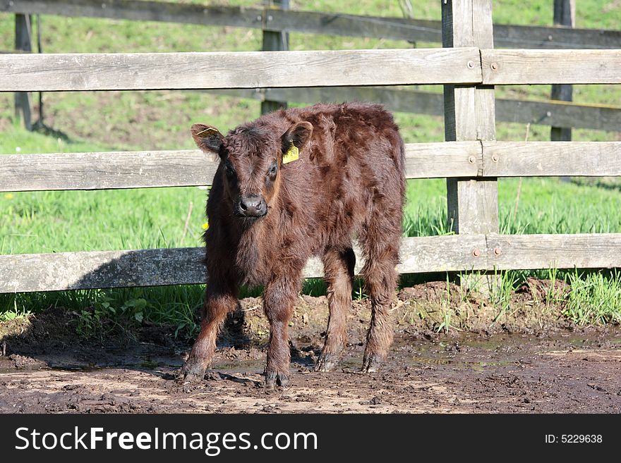 A young cow 0n a sunny day