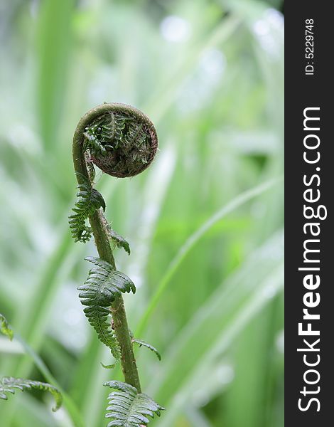 Curled young fern leaf on natural background