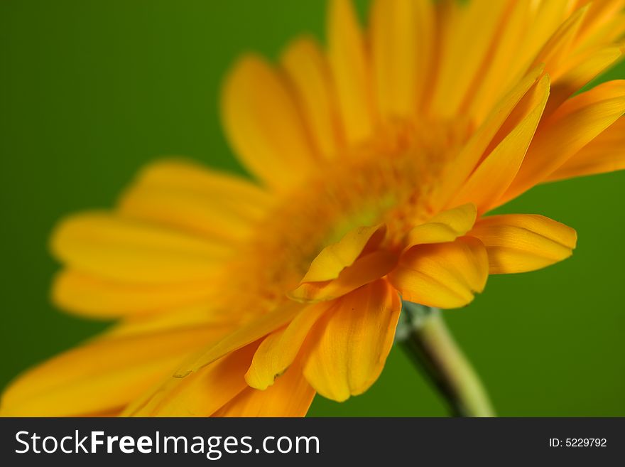 Yellow Gerbera on green background. Yellow Gerbera on green background