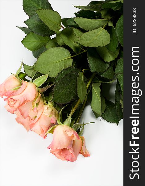 Bunch of pink roses on white background