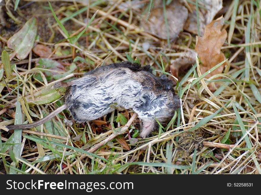 Dead field mouse on grass.