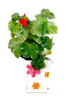 Flower In Vase Royalty Free Stock Image
