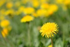 Meadow Of Yellow Dandelions Royalty Free Stock Image Meadow Of Yellow Dandelions Royalty Free Stock Image