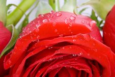 Red Rose With Drops Of Water Royalty Free Stock Photo Red Rose With Drops Of Water Royalty Free Stock Photo