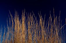 Golden Wheat Grass Against Deep Blue Sky Royalty Free Stock Photos Golden Wheat Grass Against Deep Blue Sky Royalty Free Stock Photos