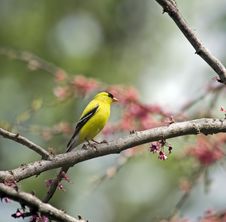 American Goldfinch Royalty Free Stock Photo