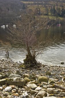 Tree By Loch Tay, Royalty Free Stock Photography Tree By Loch Tay, Royalty Free Stock Photography