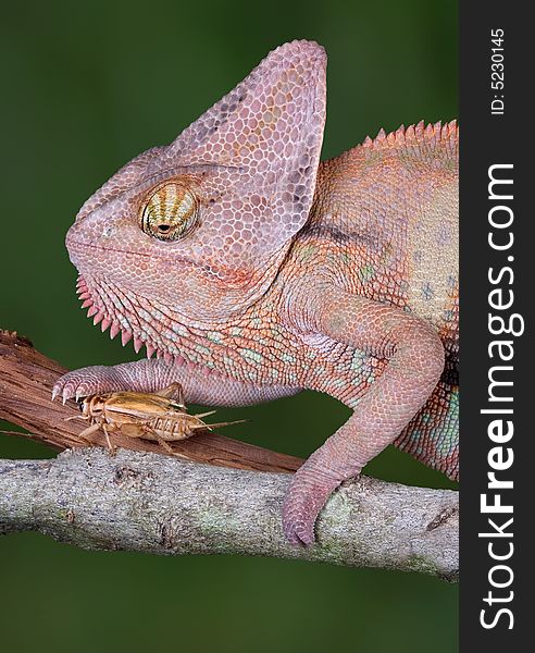 A veiled chameleon is accidentally touching a cricket. A veiled chameleon is accidentally touching a cricket.