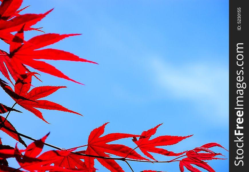 The red tree sheets on the blue sky as a background. The red tree sheets on the blue sky as a background