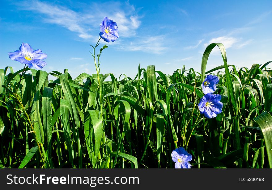 Blue flowers and green grass. Blue flowers and green grass