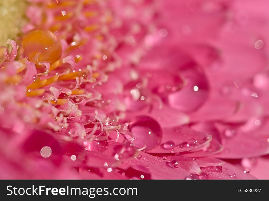 Close-up of a gerbera with water drops. Close-up of a gerbera with water drops
