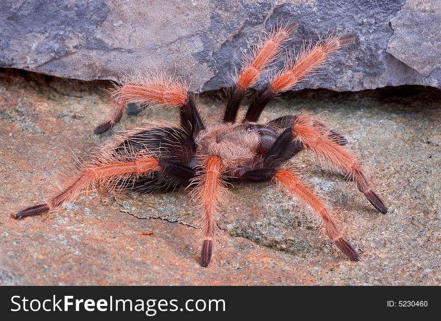 A young Mexican fireleg tarantula is crawling over rocks. A young Mexican fireleg tarantula is crawling over rocks.