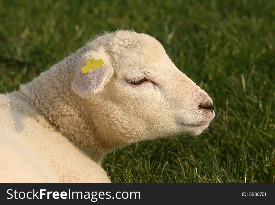 Portrait of a little lamb laying in the field of grass