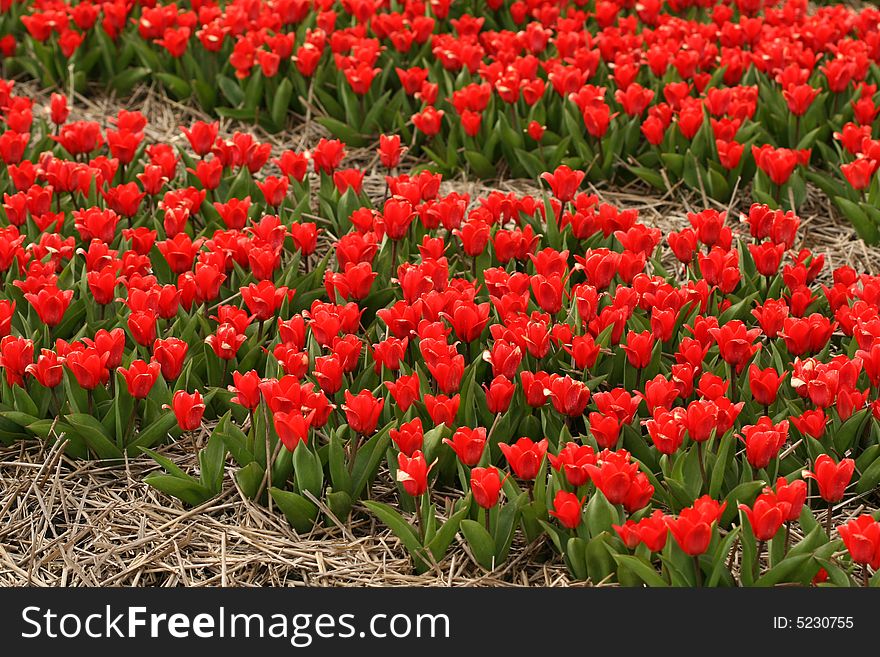 Field of red tulips with strow around it
