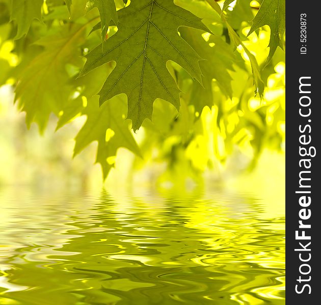 Green leaves reflecting in the water