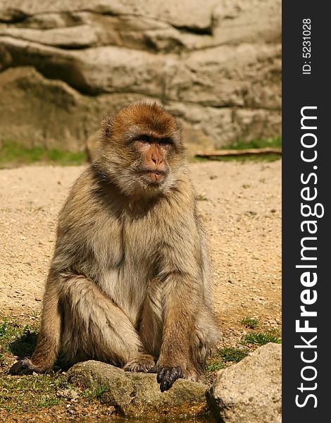 Cute Barbary Macaque monkey sitting on a rock