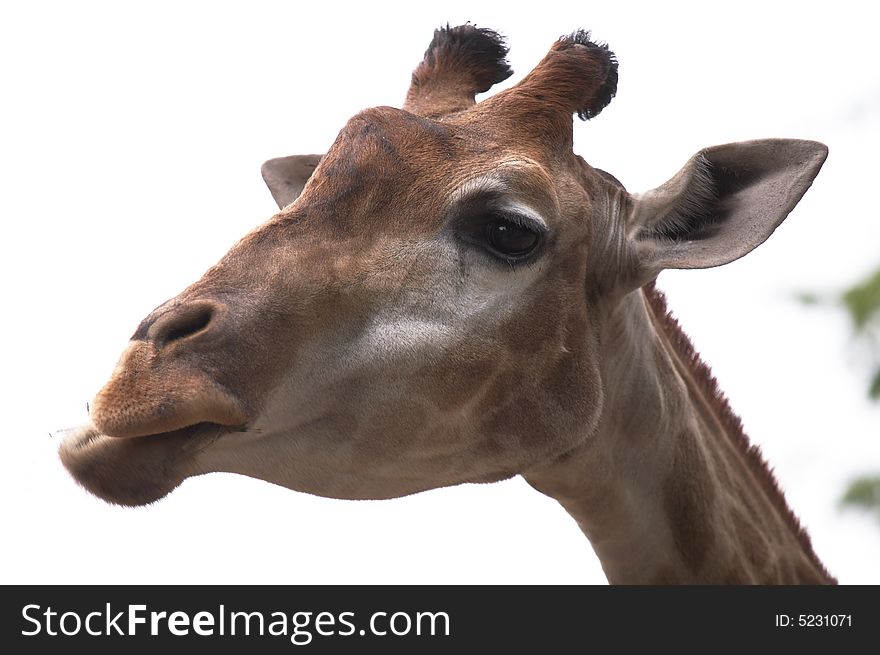 Close up of a giraffe chewing. Close up of a giraffe chewing.