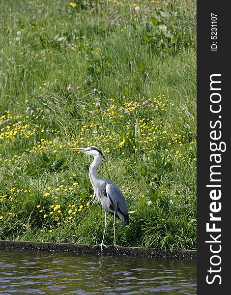 Grey heron at river front with green grass and flowers in back. Grey heron at river front with green grass and flowers in back