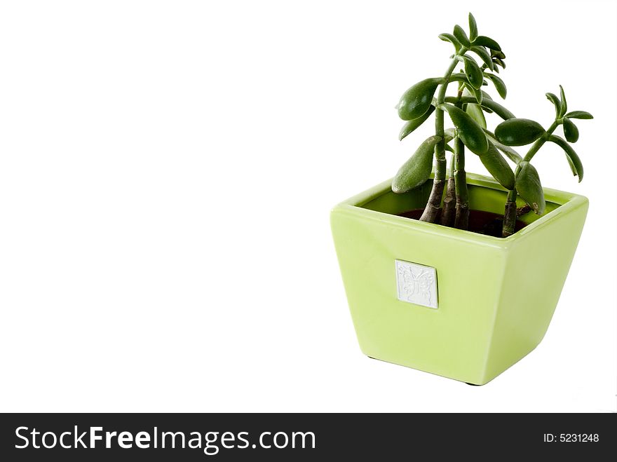 A green plant in a green pot on an isolated background. A green plant in a green pot on an isolated background.
