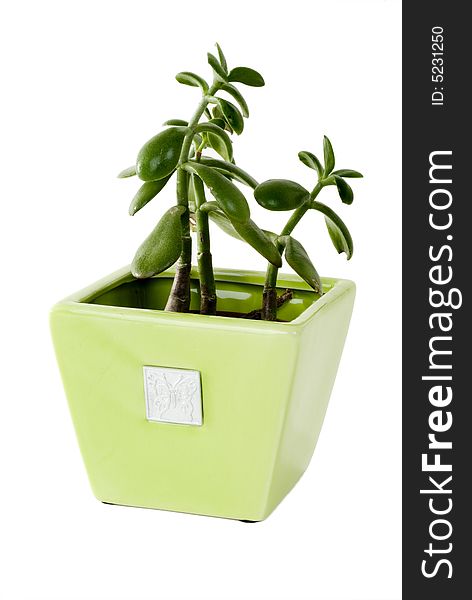 A green plant in a green pot on an isolated background. A green plant in a green pot on an isolated background.