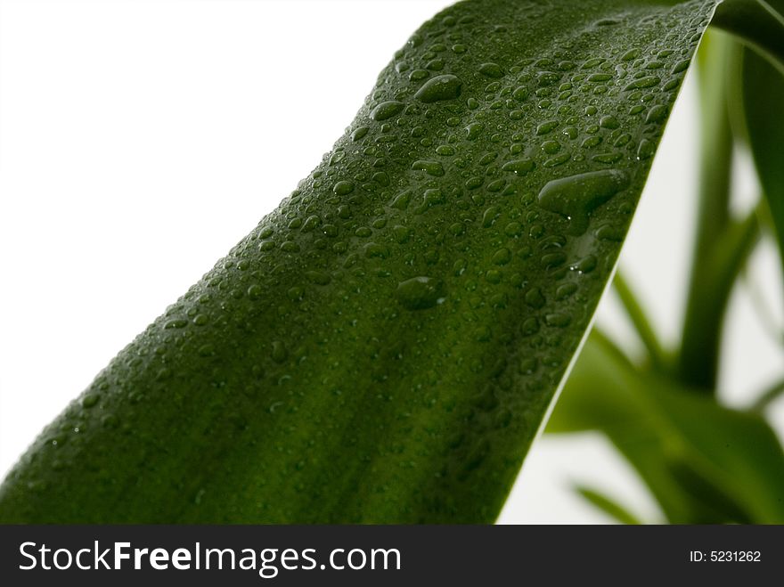Green Leaves with rain droplets isolated on a white background.