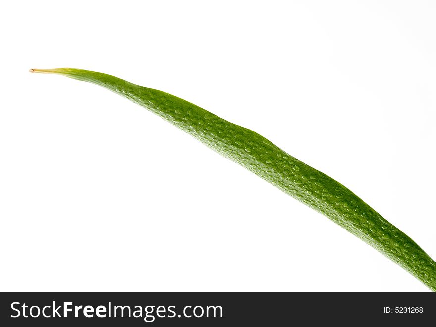 Green Leaf with rain droplets isolated on a white background.