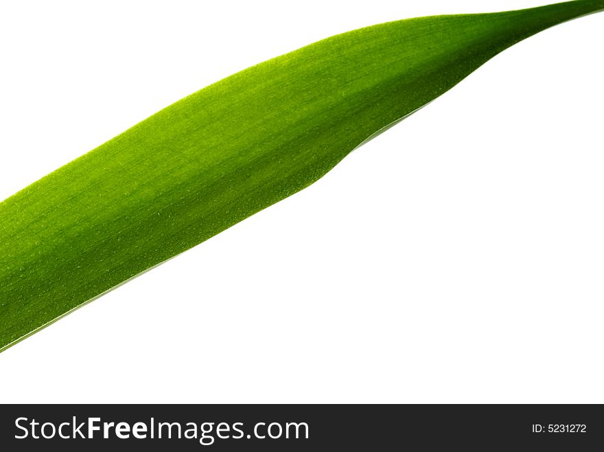 Green Leaf isolated on a white background.