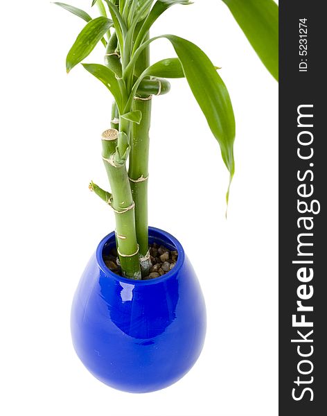 A green plant in a blue vase on an isolated background. A green plant in a blue vase on an isolated background.