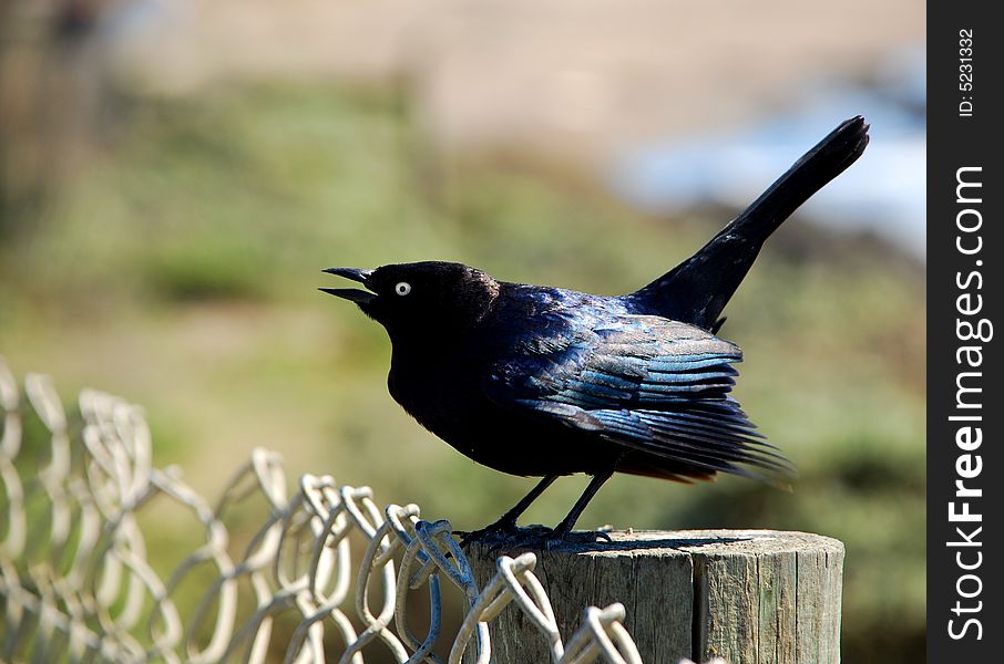 Black Bird On Fence Post