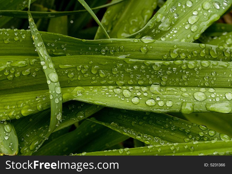 Green Leaves with rain droplets.