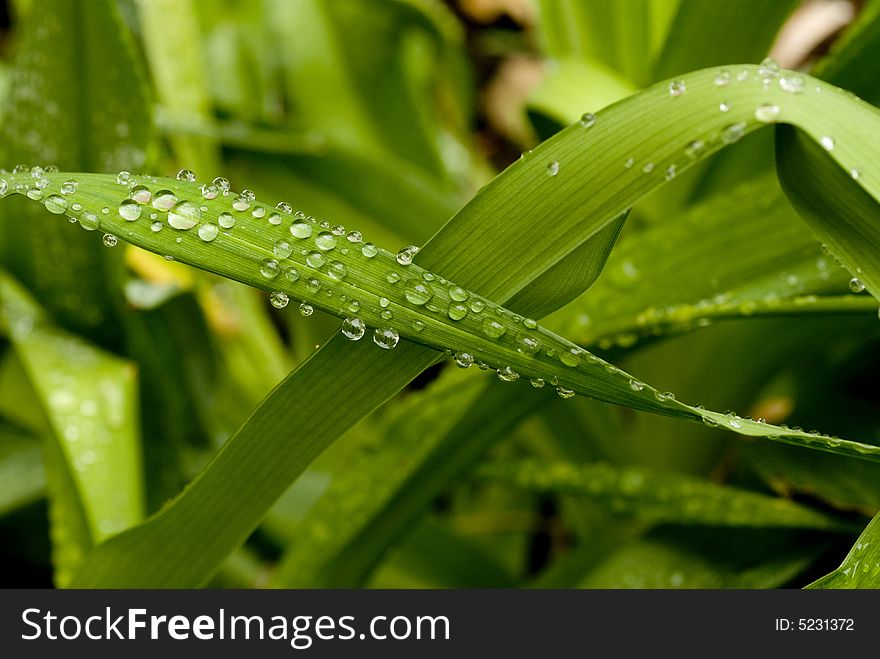 Green Leaves with rain droplets.