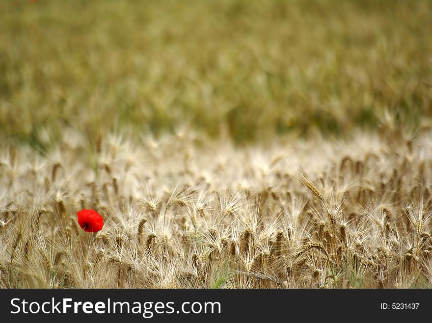 Papaver Flower In Wheat Field In France