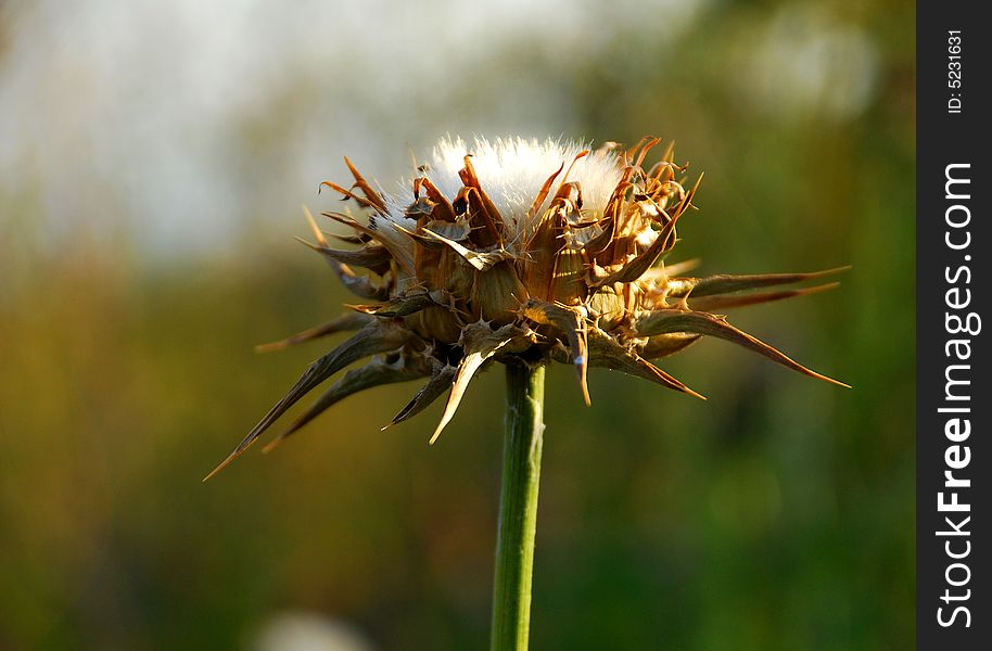A Dried out thistle with its thorns exposed.