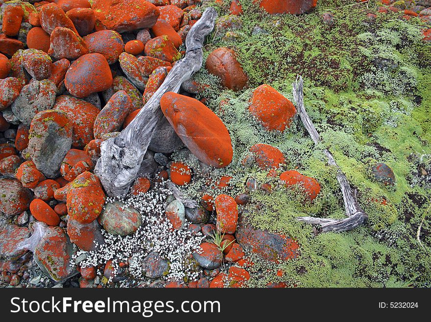 Unusual orange and green mossy carpet. Mossy carpet on rocks. Hollyford track. South Island. New Zealand. Unusual orange and green mossy carpet. Mossy carpet on rocks. Hollyford track. South Island. New Zealand