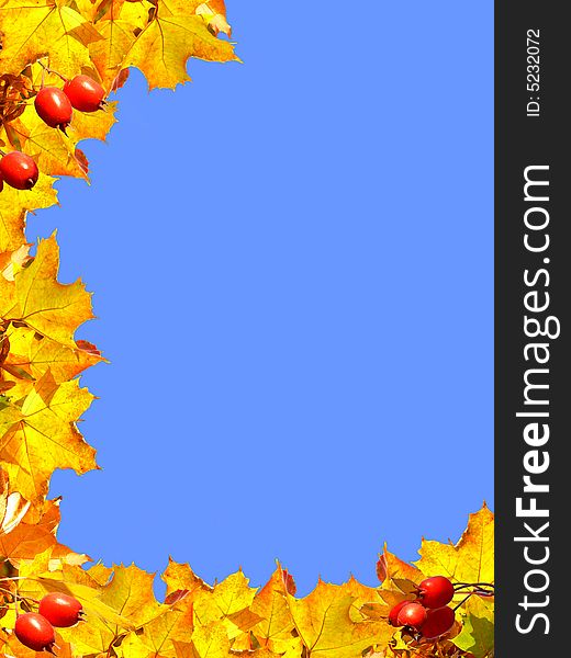 Autumn maple tree frame - isolated on blue. Autumn maple tree frame - isolated on blue