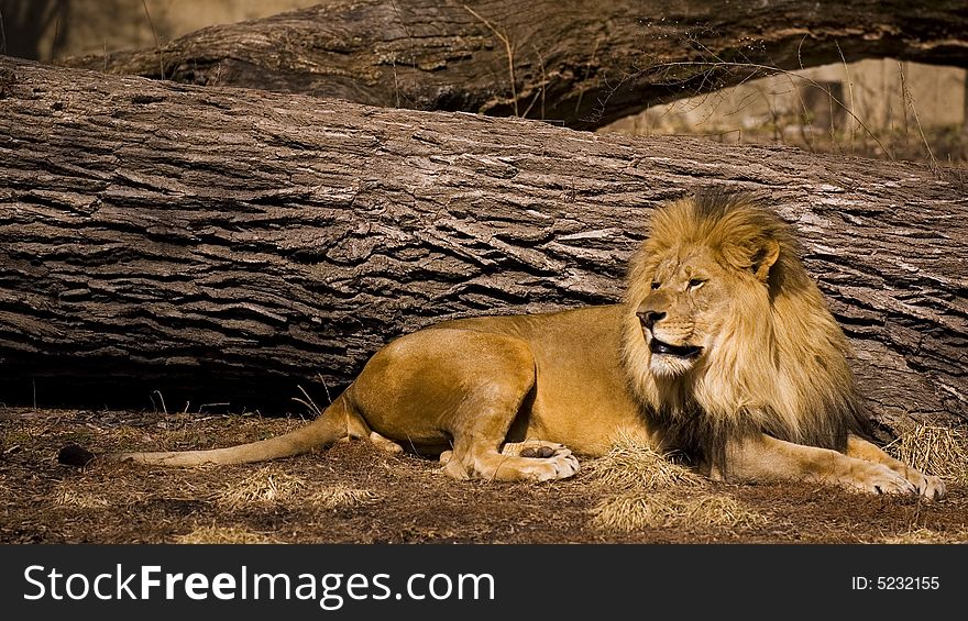 Lion Resting Next To Tree