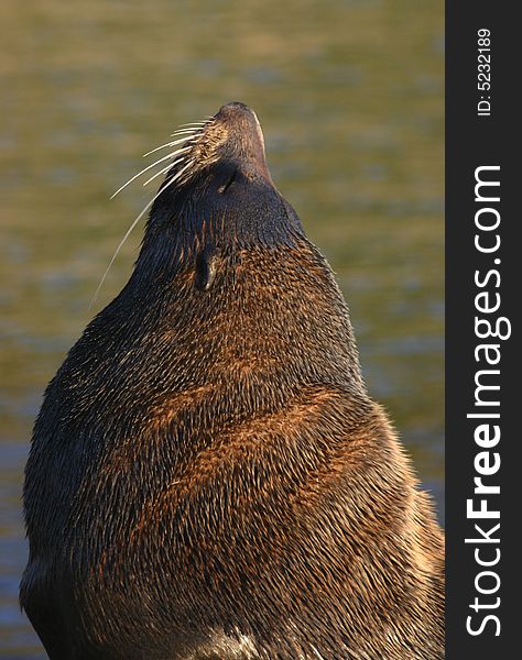 Close shot of a hairy sea lion. Taiaroa Head, South Island, New Zealand