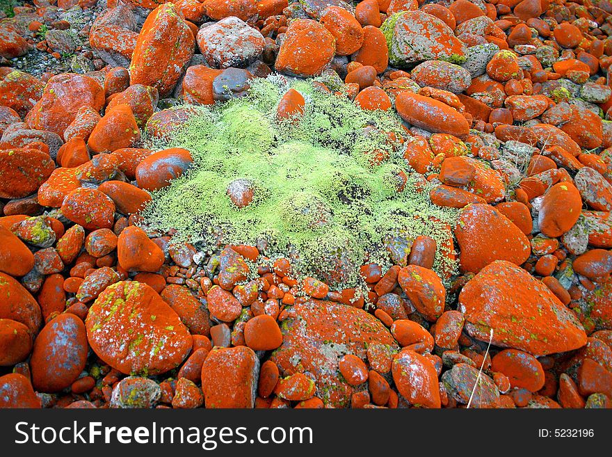 Unusual orange and green mossy carpet. Mossy carpet on rocks. Hollyford valley. South Island. New Zealand