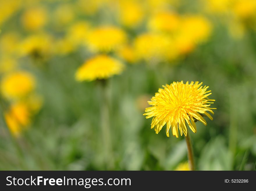 Meadow of yellow dandelions