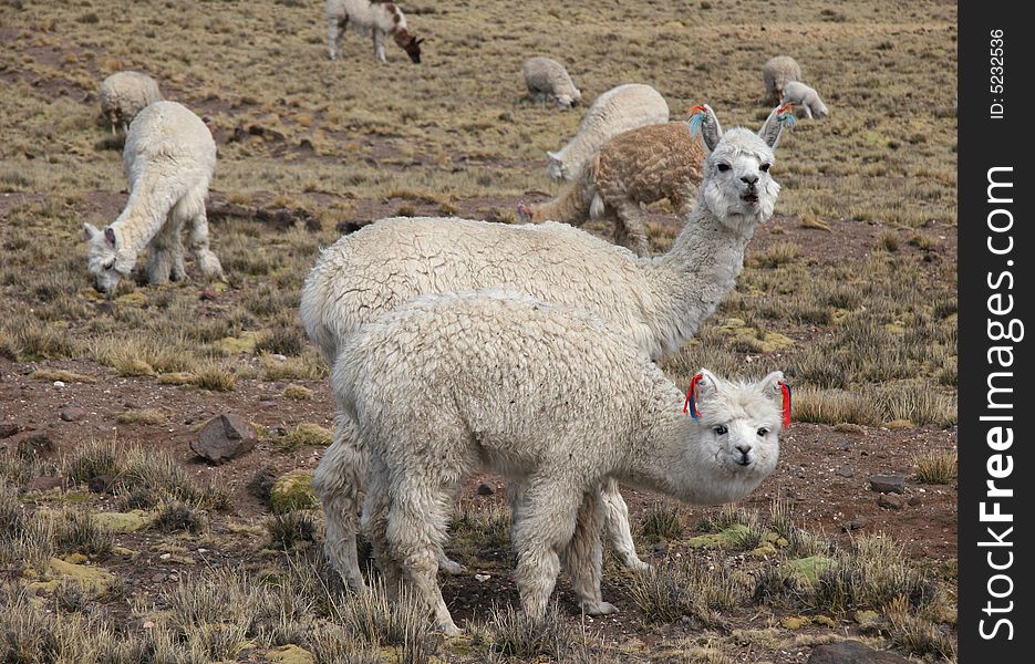 Curious Cute Alpacas pasture on the Andes grassland in Peru. Animal theme. Curious Cute Alpacas pasture on the Andes grassland in Peru. Animal theme.
