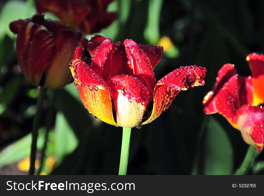Red And Yellow Tulips At Dawn