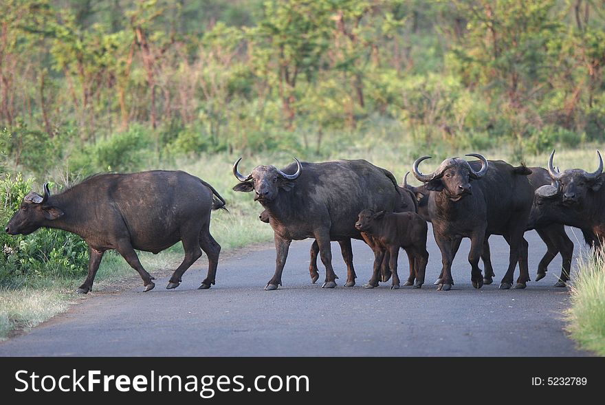 Herd of African buffaloes crossing the road. Hluhluwe-Umfolozi National Park. Zululand. South Africa.