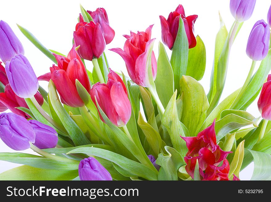 Spring Tulips Isolated On A White