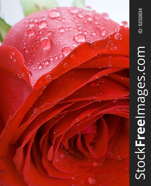 Red rose with drops of water isolated on a white