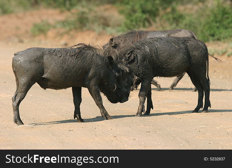 Two big male warthog (Phacochoerus africanus) fighting. Hluhluwe-Umfolozi National Park. Zululand. South Africa. Two big male warthog (Phacochoerus africanus) fighting. Hluhluwe-Umfolozi National Park. Zululand. South Africa.