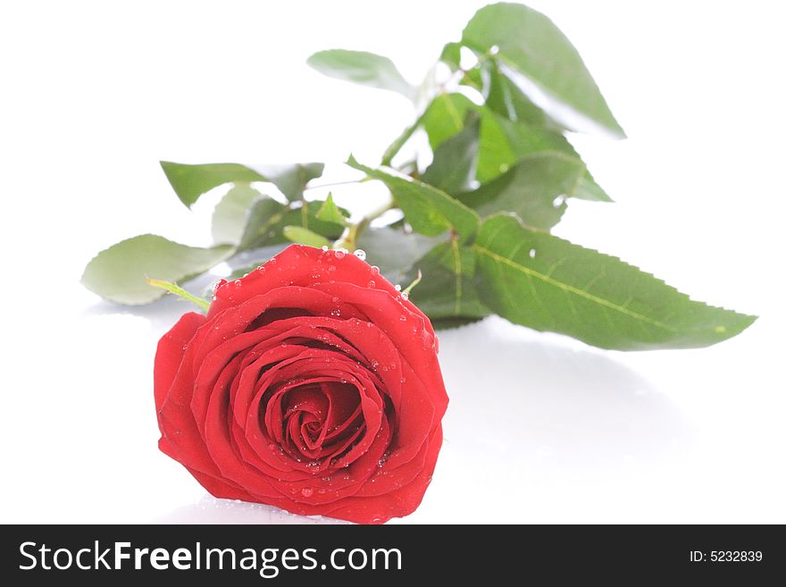 Red Rose With Drops Of Water Isolated On A White