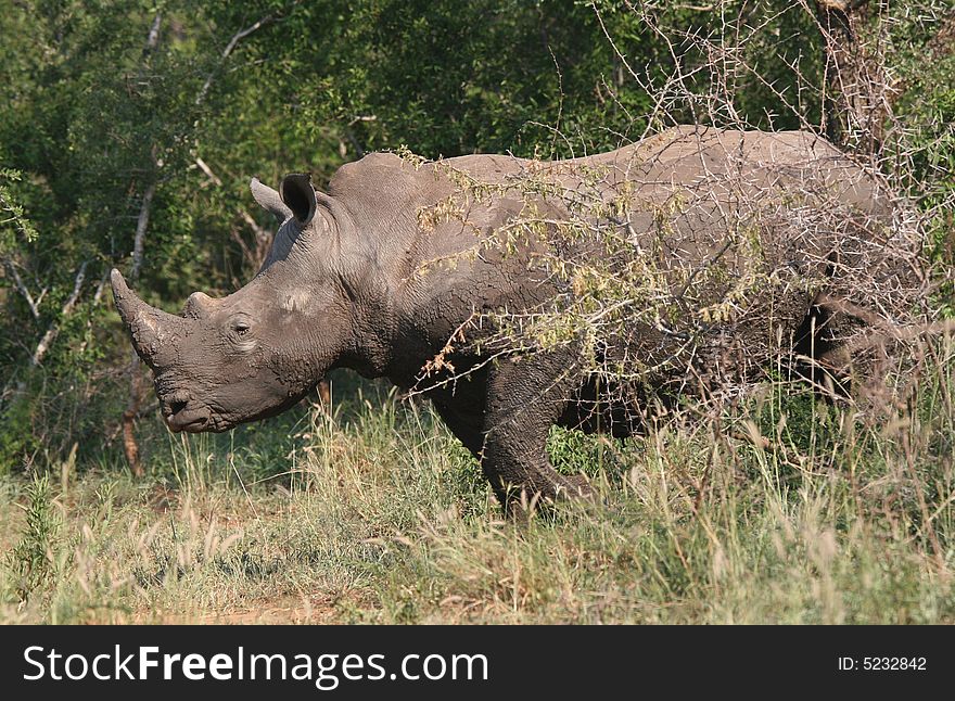 Rhino Coming From The Bush