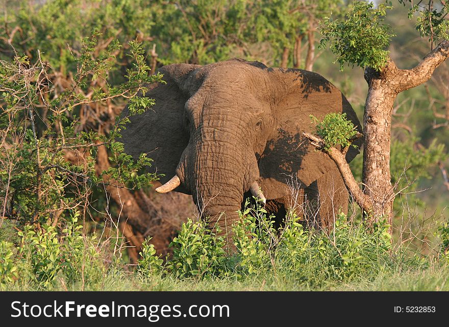 African male elephant (Loxodonta africana) peeking out from the bush. Hluhluwe-Umfolozi National Park. Zululand. South Africa. African male elephant (Loxodonta africana) peeking out from the bush. Hluhluwe-Umfolozi National Park. Zululand. South Africa.