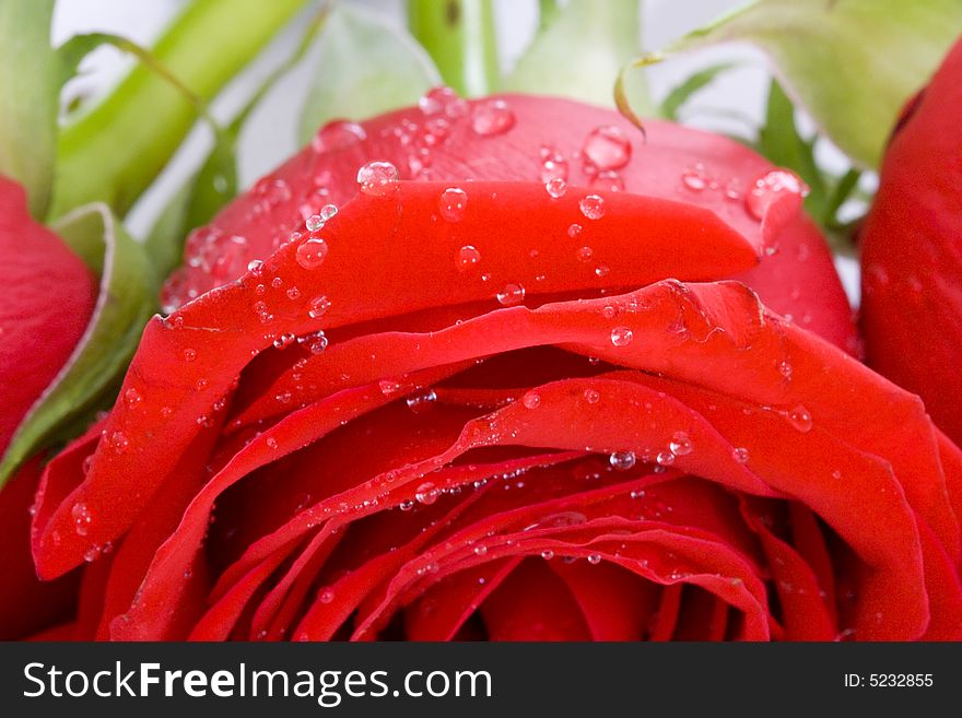 The red rose with drops of water