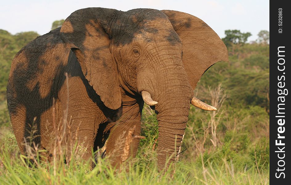 African male elephant (Loxodonta africana) in grass. Hluhluwe-Umfolozi National Park. Zululand. South Africa.